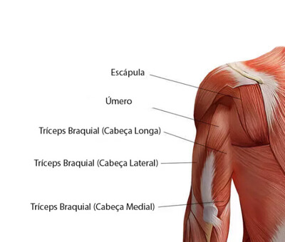 Anatomia do Tríceps