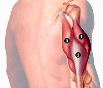 Anatomia do Tríceps